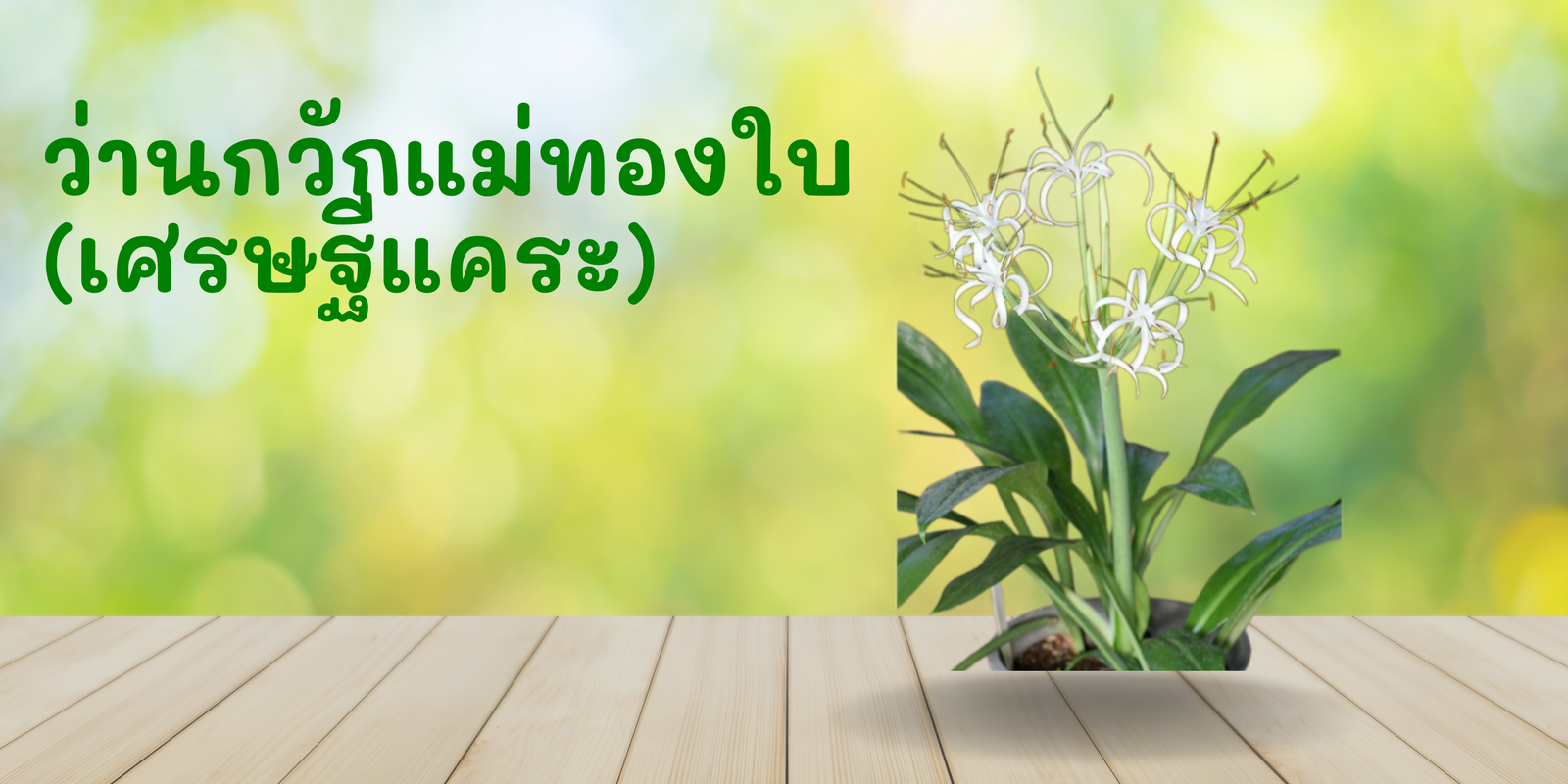 ลักษณะทางพฤกษศาสตร์ของกวักแม่ทองใบ (เศรษฐีแคระ),สรรพคุณและความเชื่อเกี่ยวกับกวักแม่ทองใบ,การปลูกและการดูแลกวักแม่ทองใบ